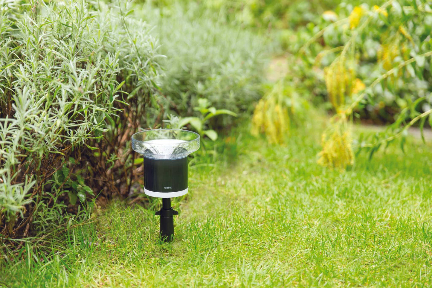 Netatmo Regenmesser im Garten installiert, misst Niederschlagsmenge; kompatibel mit Netatmo Wetterstation.
