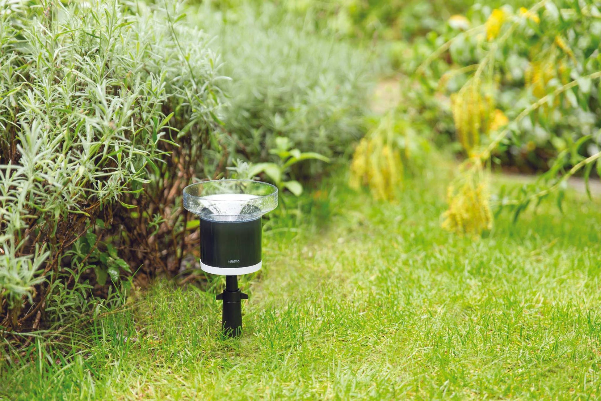 Netatmo Regenmesser im Garten installiert, misst Niederschlagsmenge; kompatibel mit Netatmo Wetterstation.